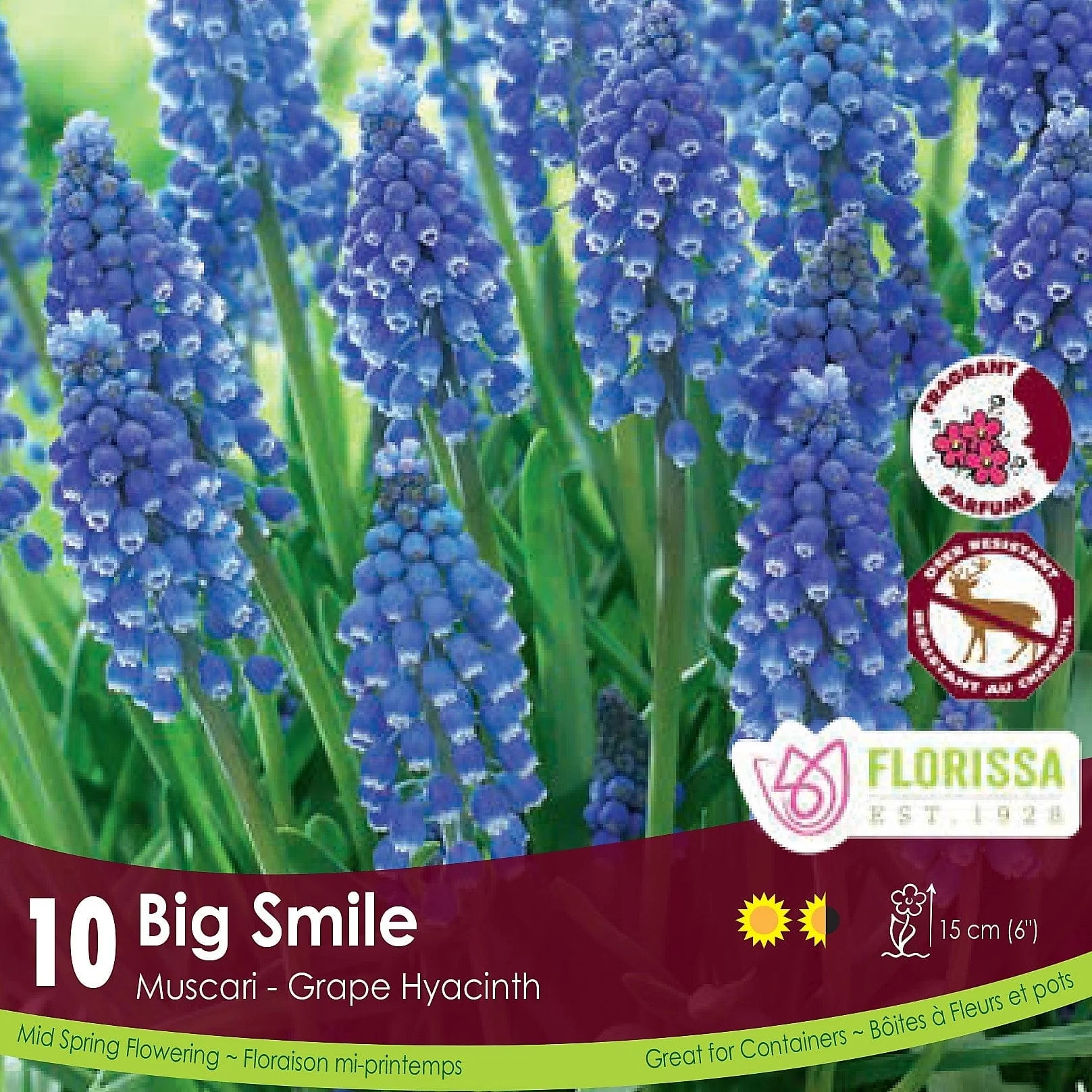 Muscari - Big Smile, 10 Pack