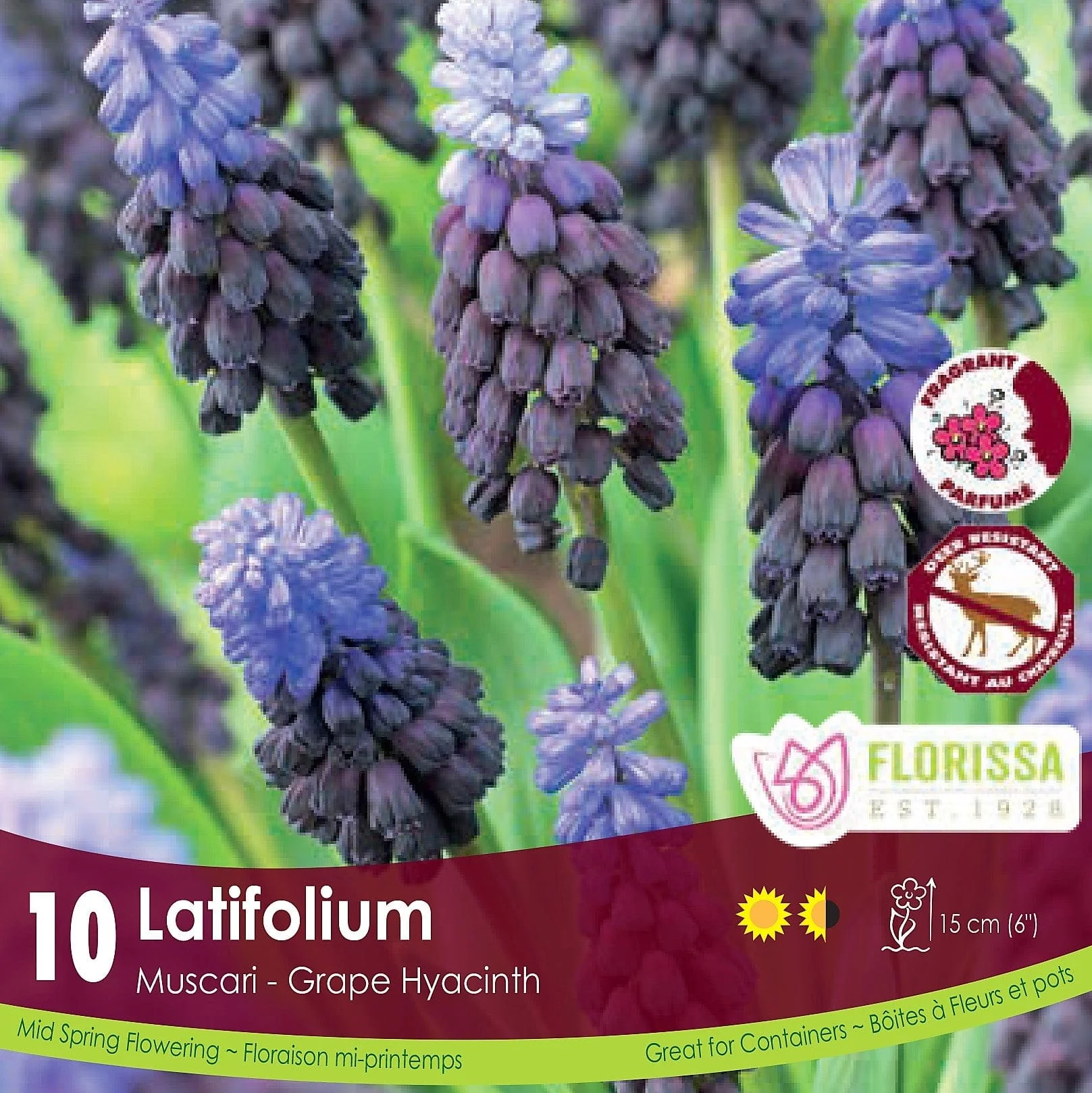 Muscari - Latifolium, 10 Pack
