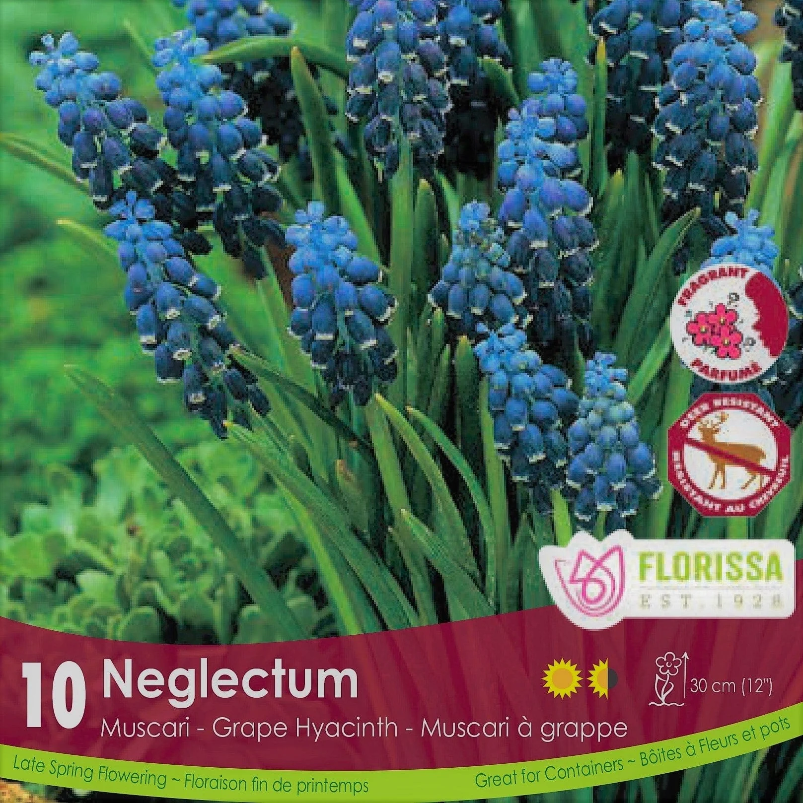 Muscari - Neglectum, 10 Pack