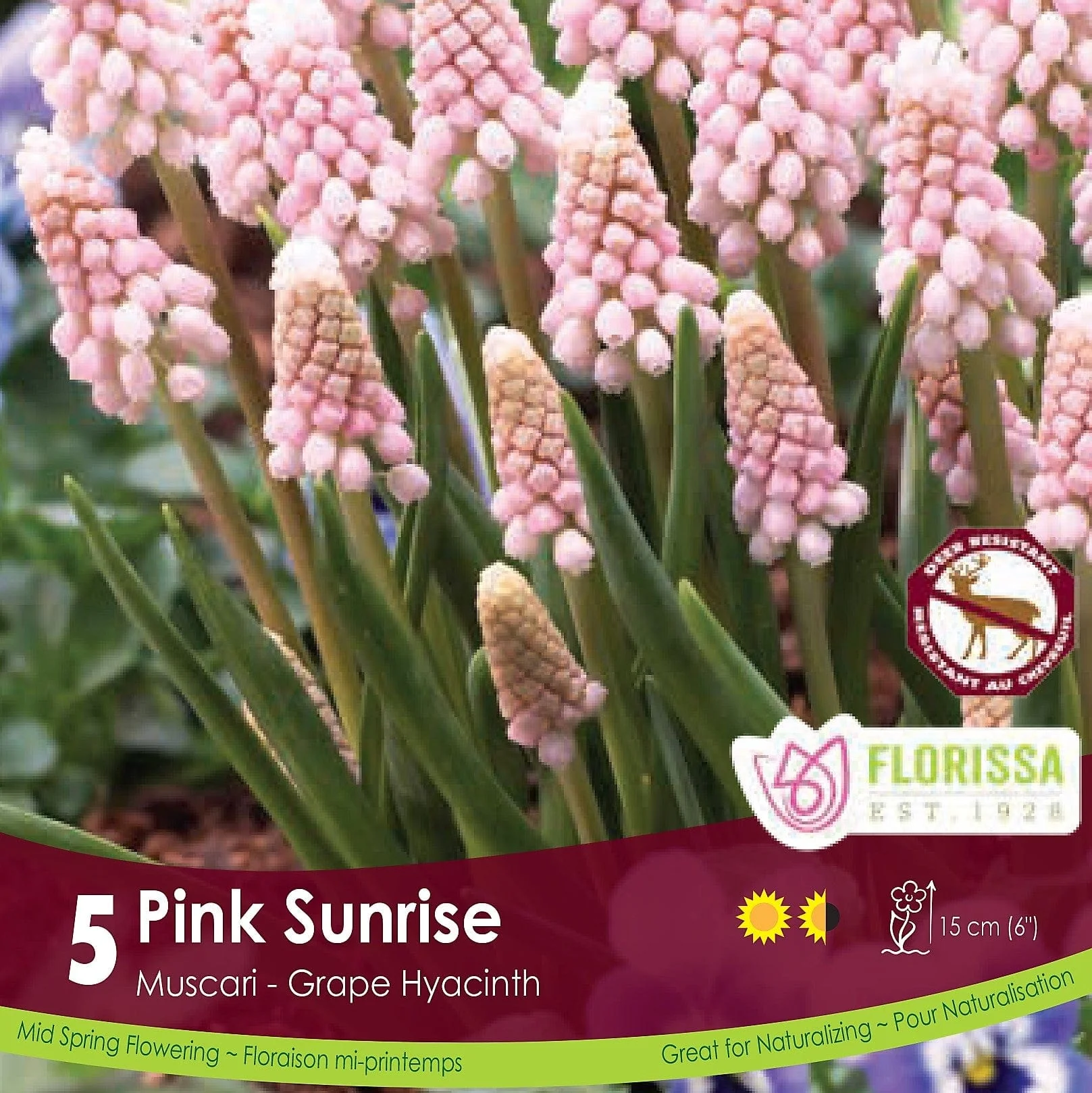 Muscari - Pink Sunrise, 5 Pack