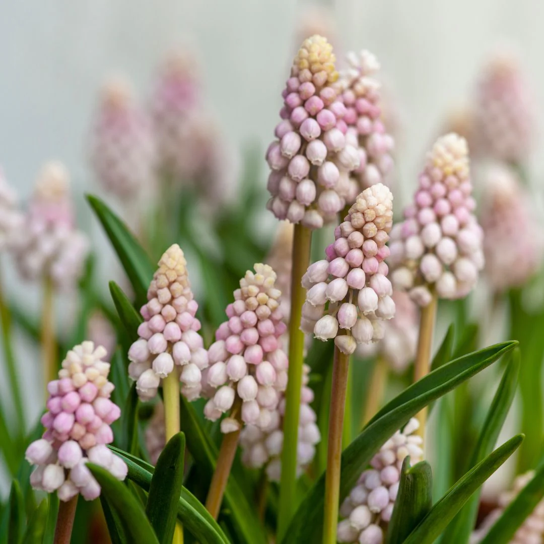 Muscari - Pink Sunrise, 5 Pack - Image 2