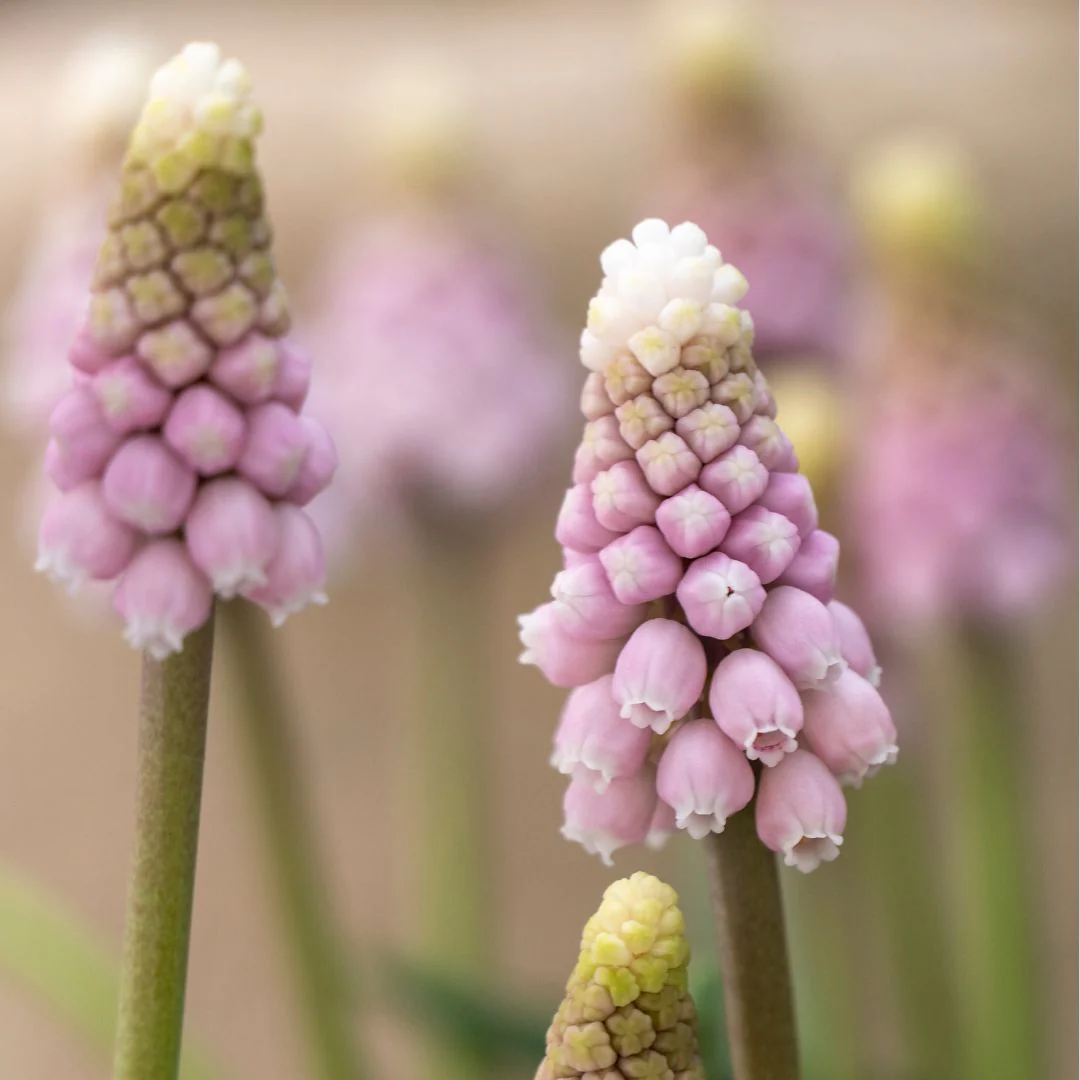 Muscari - Pink Sunrise, 5 Pack - Image 3