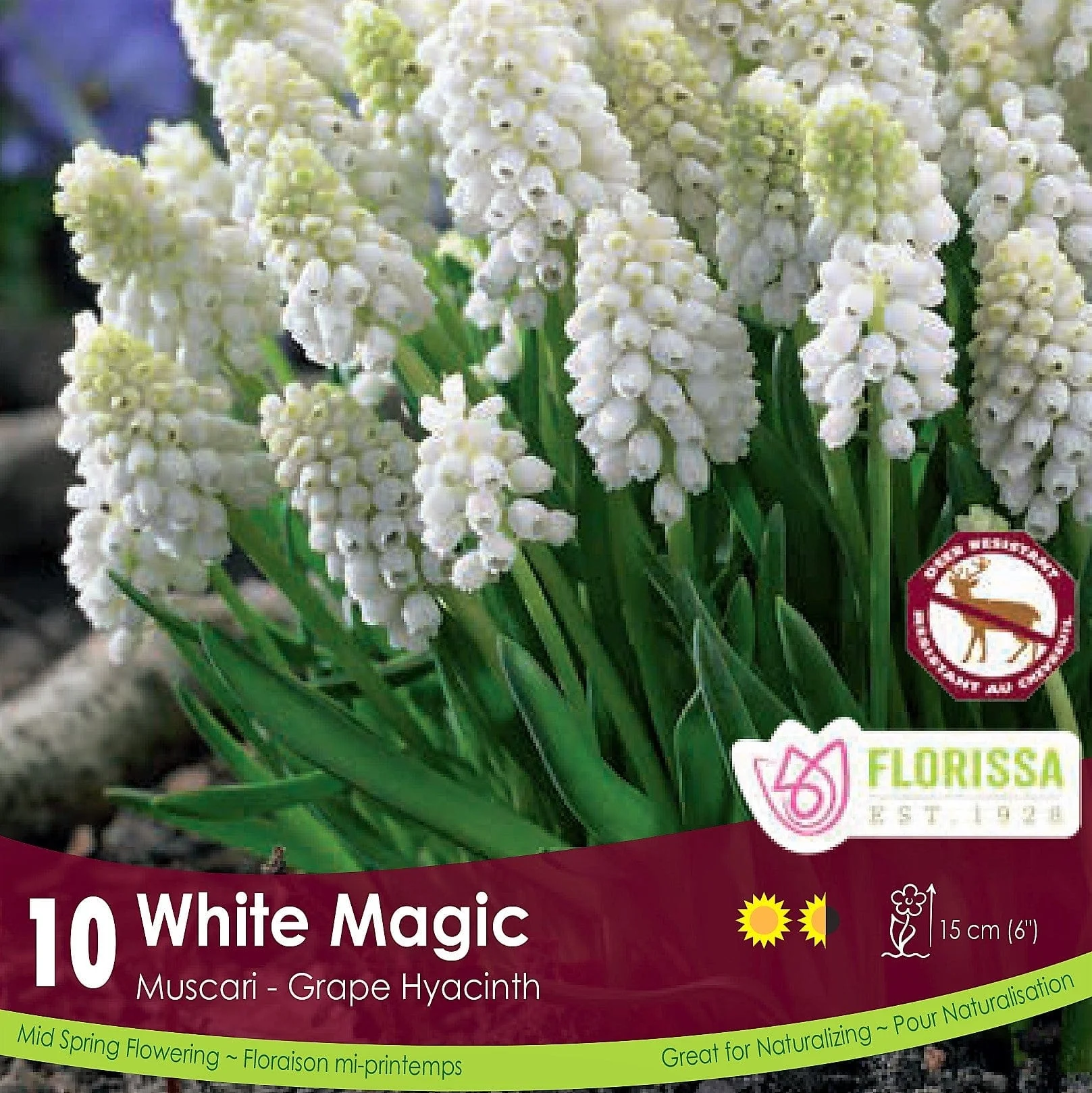 Muscari - White Magic, 10 Pack
