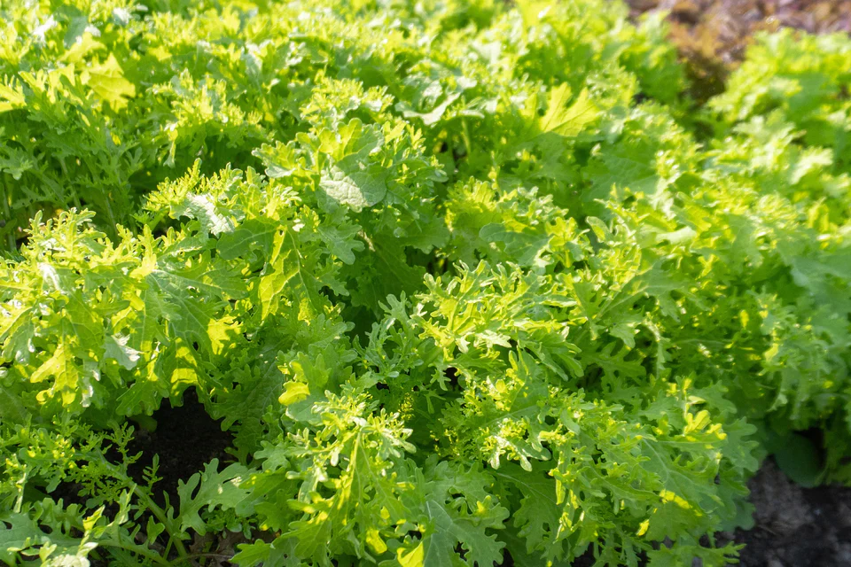 Mustard Greens Frizzy Joe - West Coast Seeds - Image 2