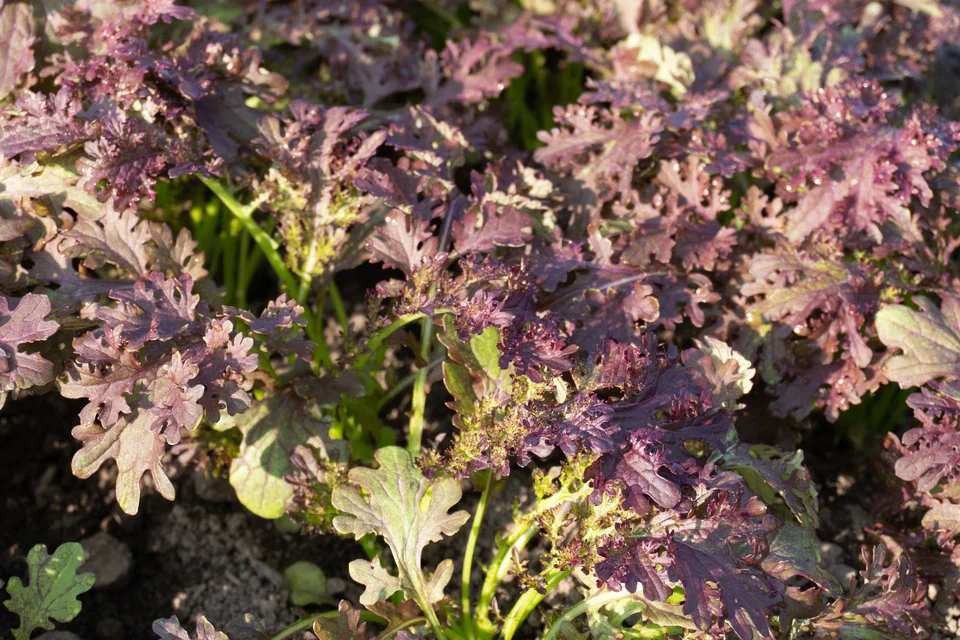 Mustard Greens Frizzy Lizzy - West Coast Seeds - Image 2