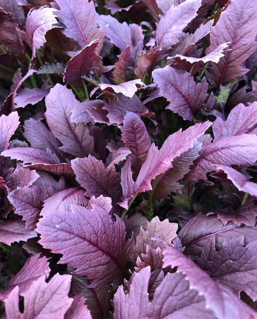 Mustard Miz America - West Coast Seeds - Image 2