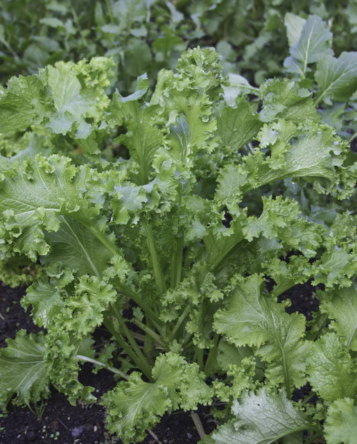 Mustard Southern Giant Curled - West Coast Seeds - Image 2