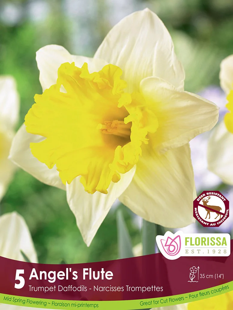 Narcissus - Angel's Flute, 5 Pack