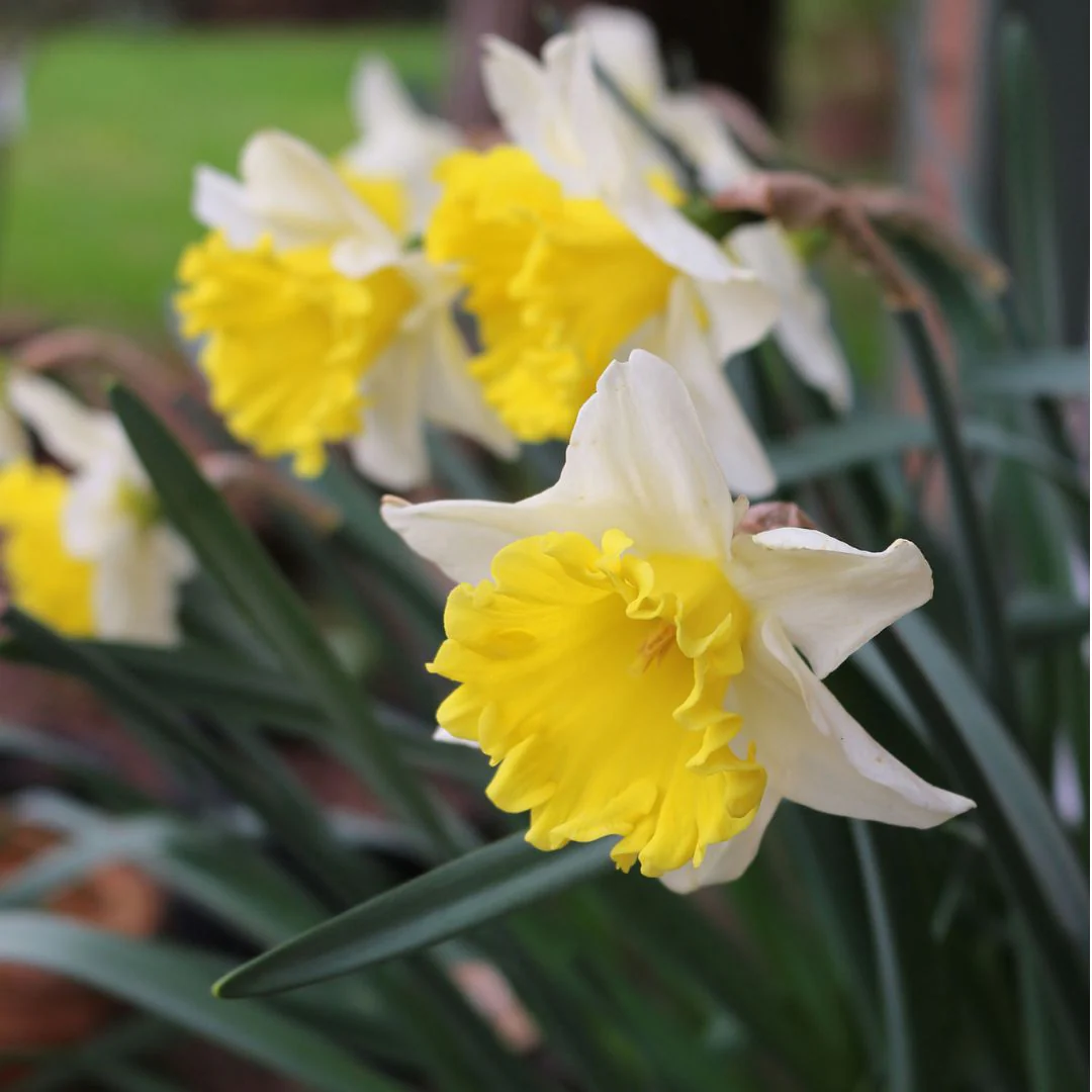 Narcissus - Angel's Flute, 5 Pack - Image 2
