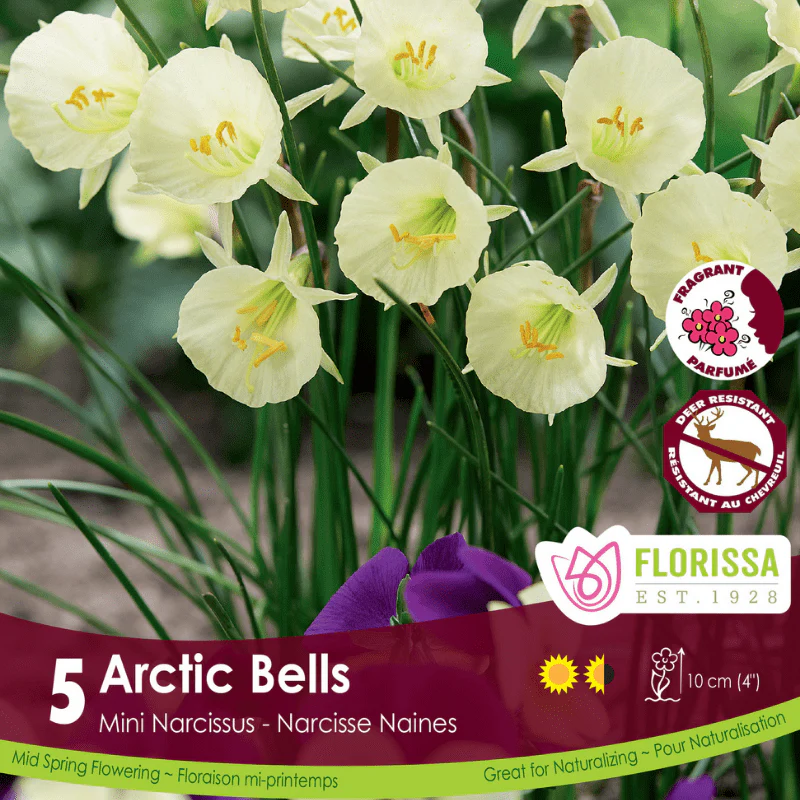 Narcissus (Mini) - Arctic Bells, 5 Pack