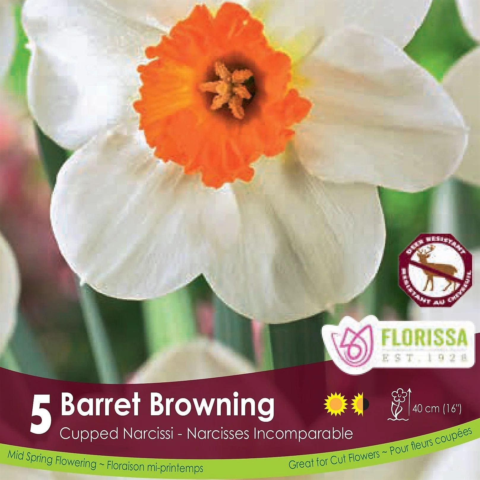 Narcissus - Barrett Browning, 5 Pack