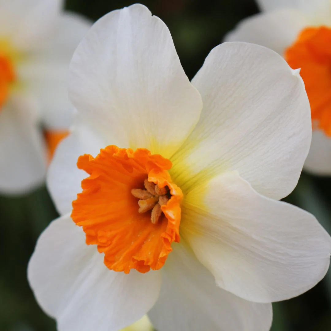 Narcissus - Barrett Browning, 5 Pack - Image 2