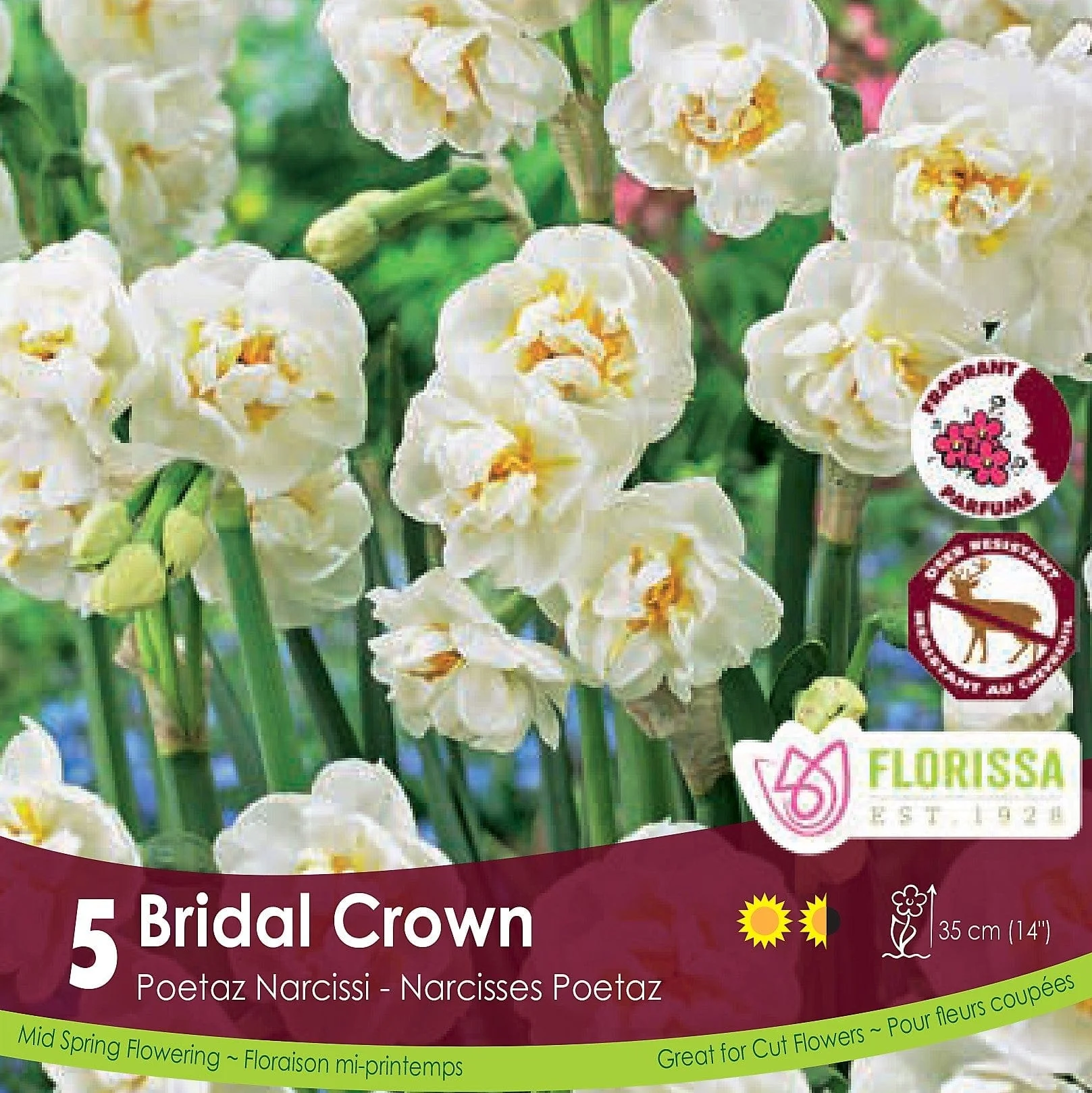 Narcissus - Bridal Crown, 5 Pack