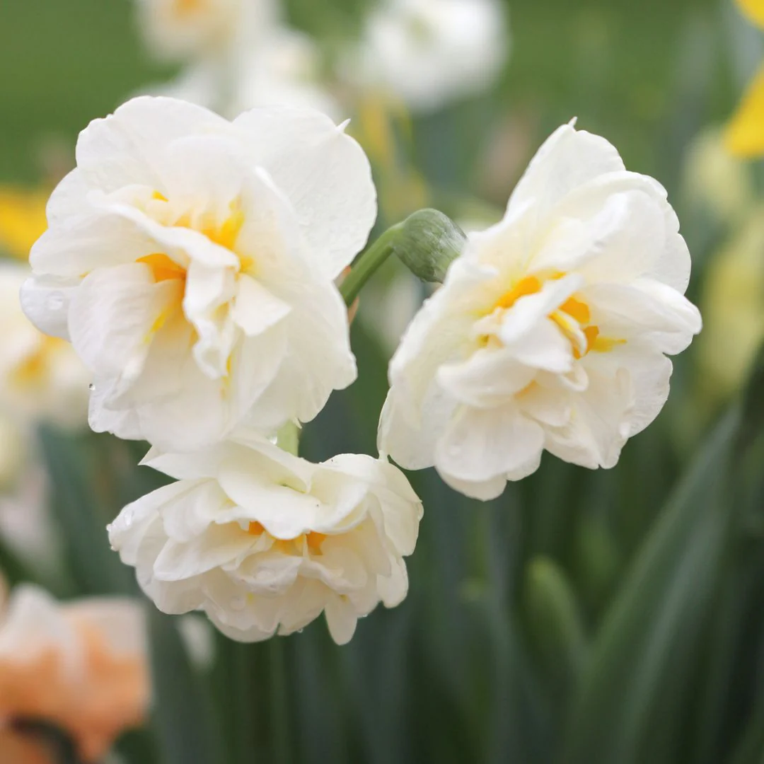 Narcissus - Bridal Crown, 5 Pack - Image 2