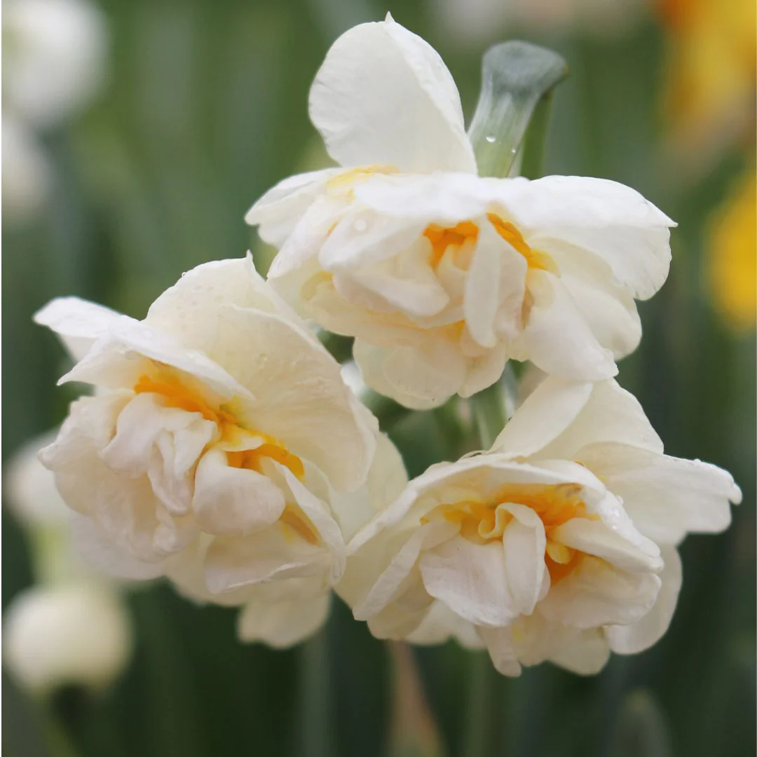 Narcissus - Bridal Crown, 5 Pack - Image 3