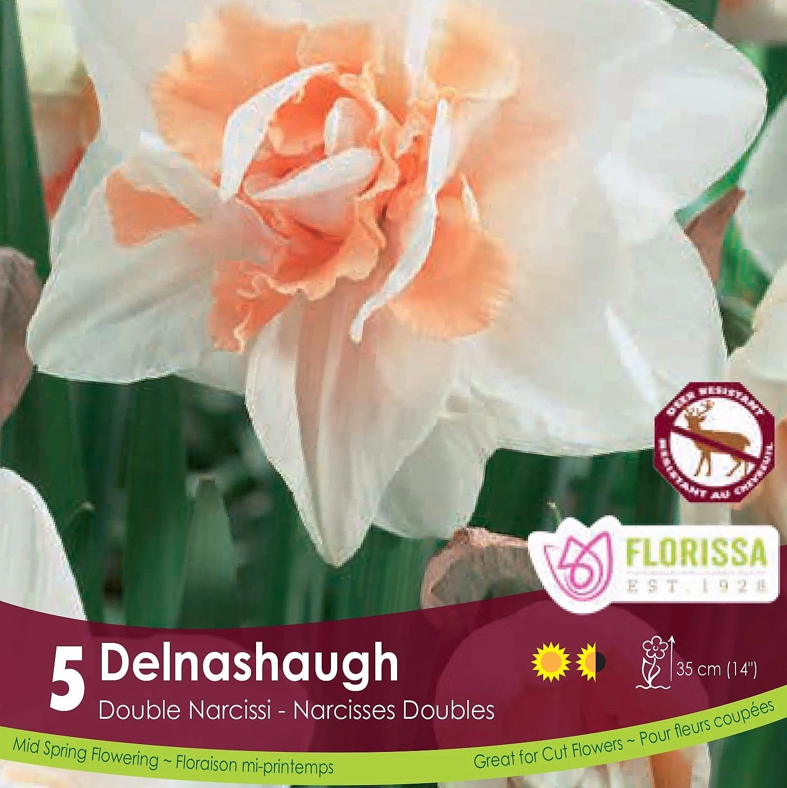 Narcissus, Double - Delnashaugh, 5 Pack