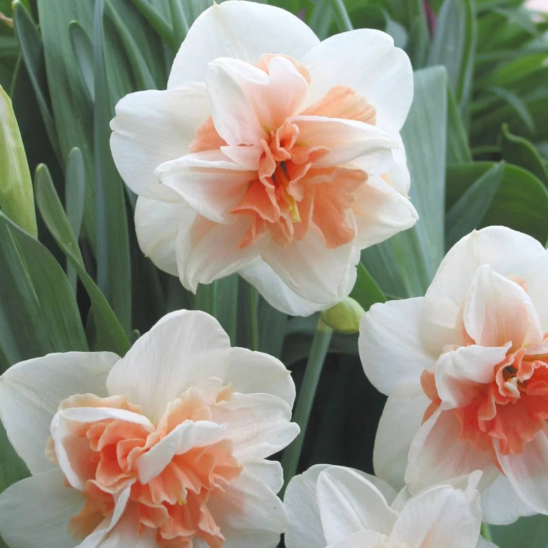 Narcissus, Double - Delnashaugh, 5 Pack - Image 2