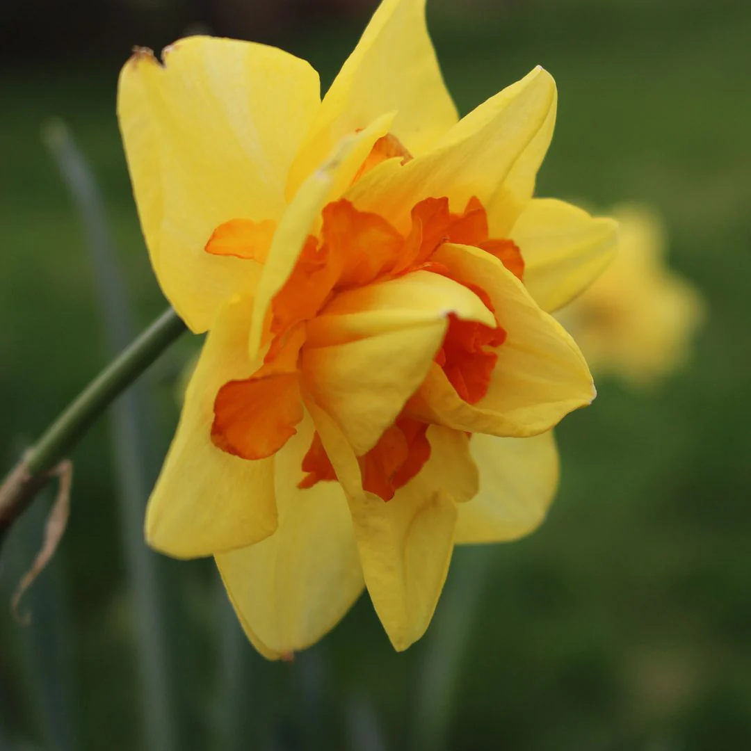 Narcissus, Double - Tahiti, 5 Pack - Image 2