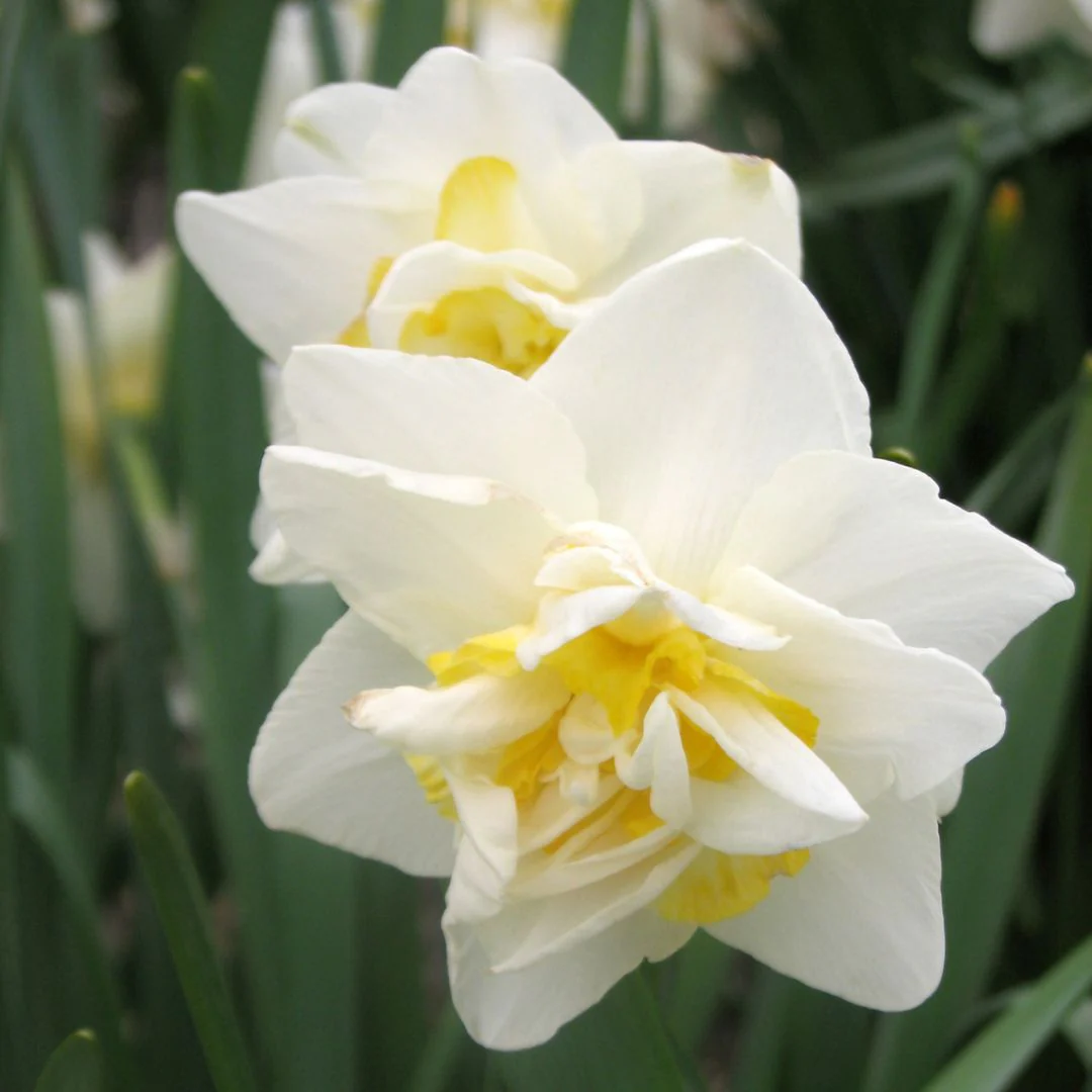Narcissus, Double - White Lion, 5 Pack - Image 2