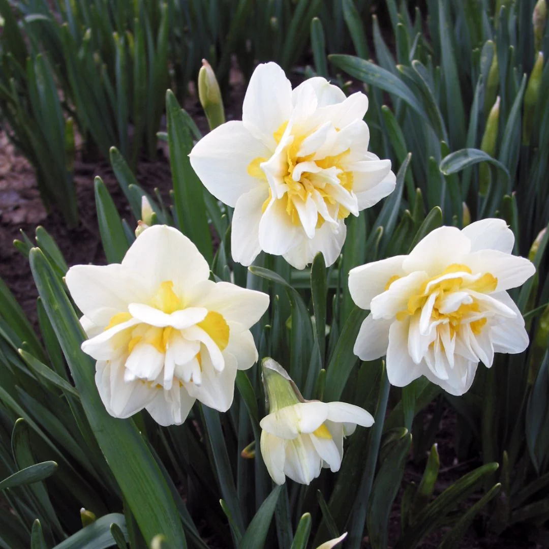 Narcissus, Double - White Lion, 5 Pack - Image 3