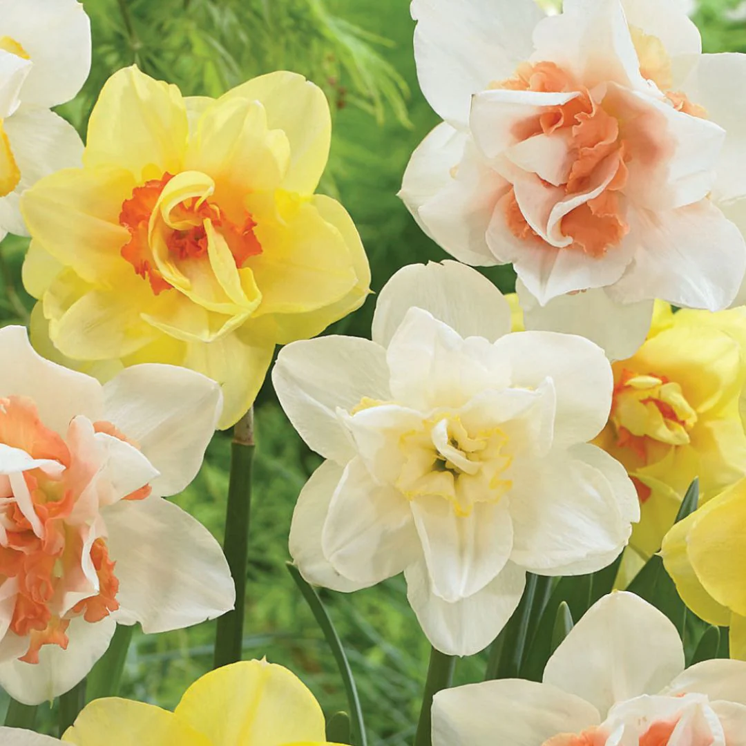Narcissus, Double Mix - Mesh Bag 50 Pack - Image 2