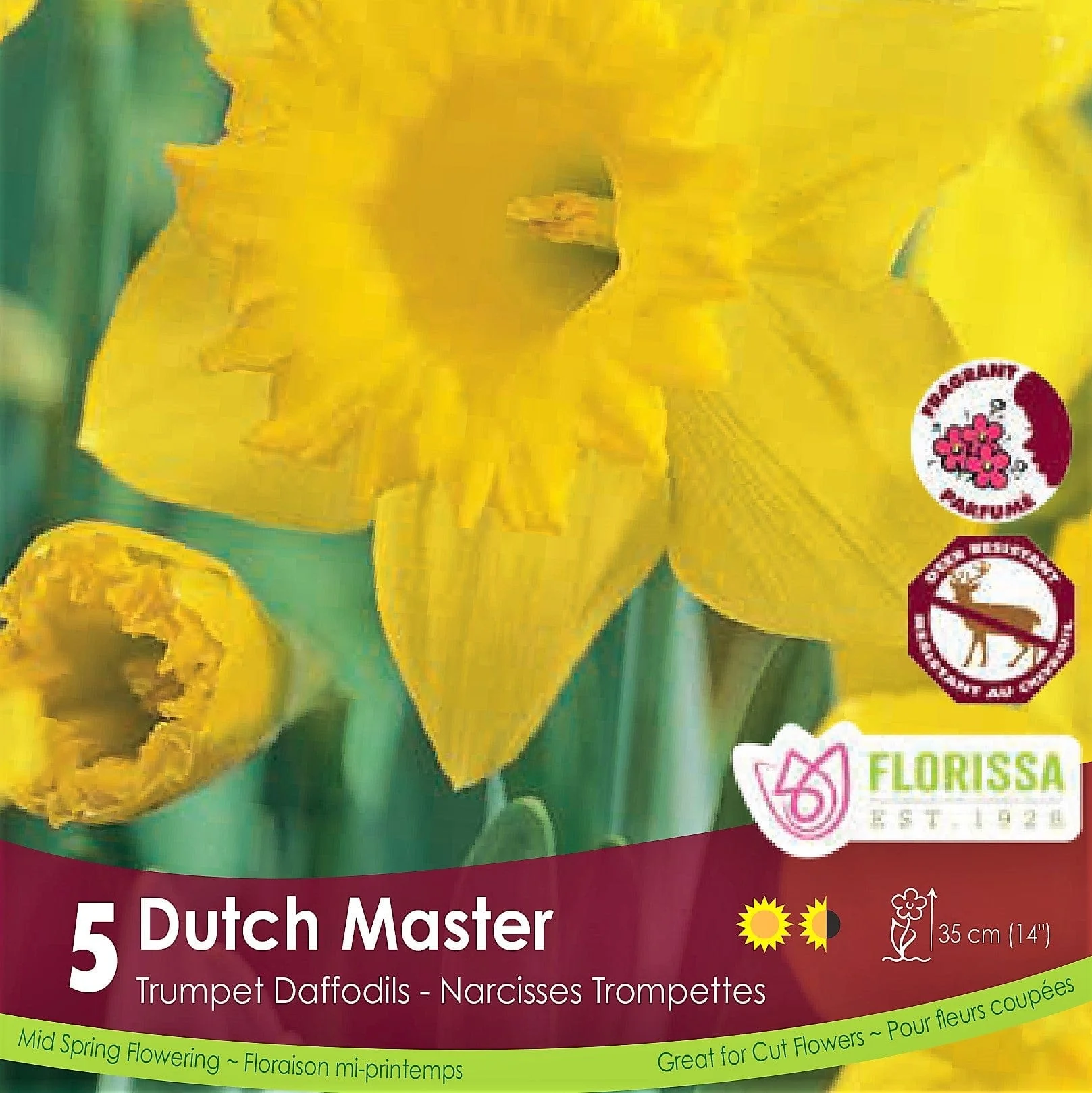 Narcissus - Dutch Master, 5 Pack