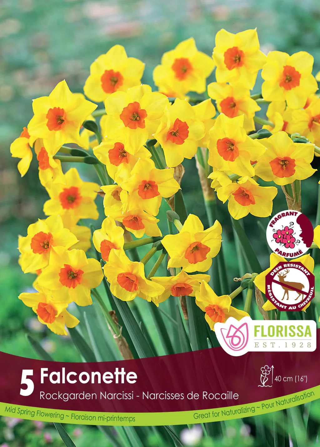 Narcissus - Falconette, 5 Pack