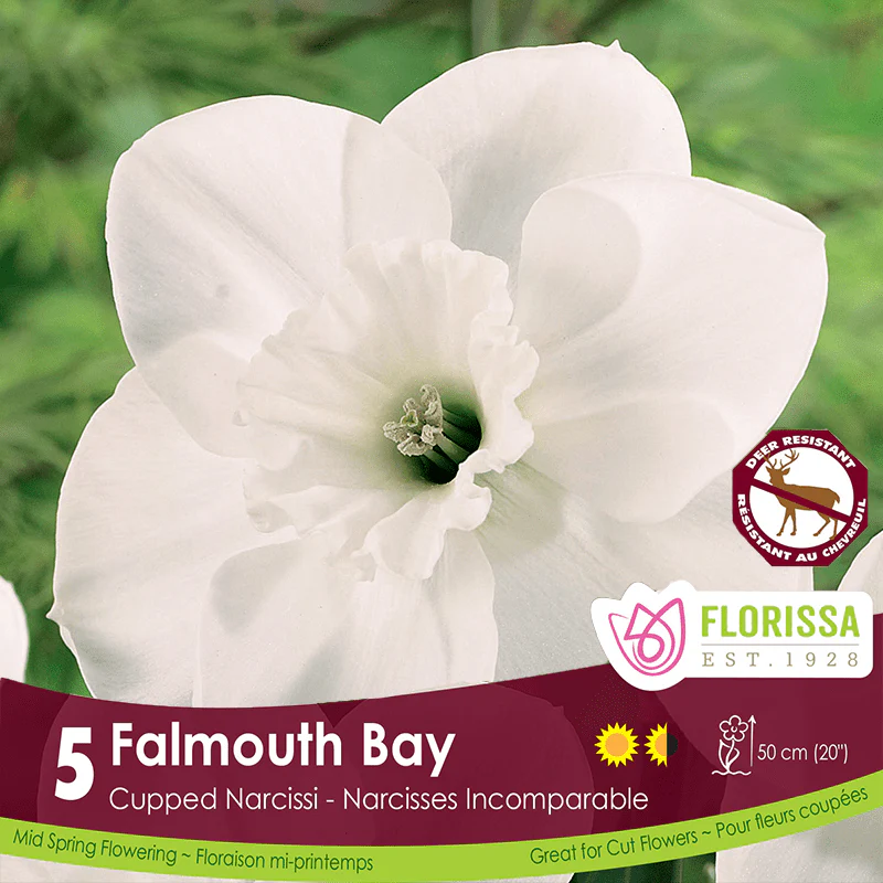 Narcissus - Falmouth Bay, 5 Pack
