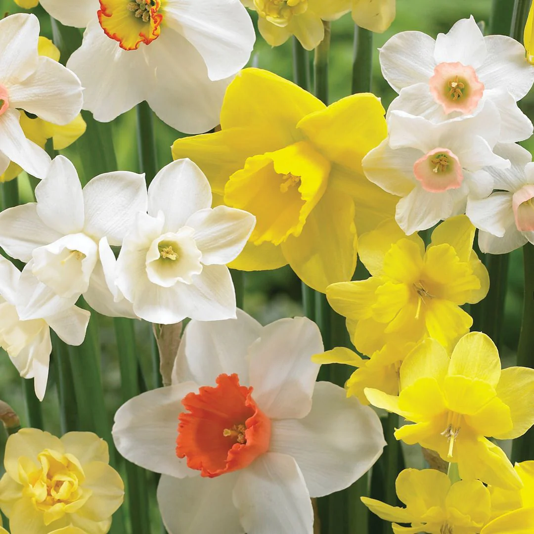 Narcissus - Fragrant Mix - Mesh Bag, 50 Pack - Image 2