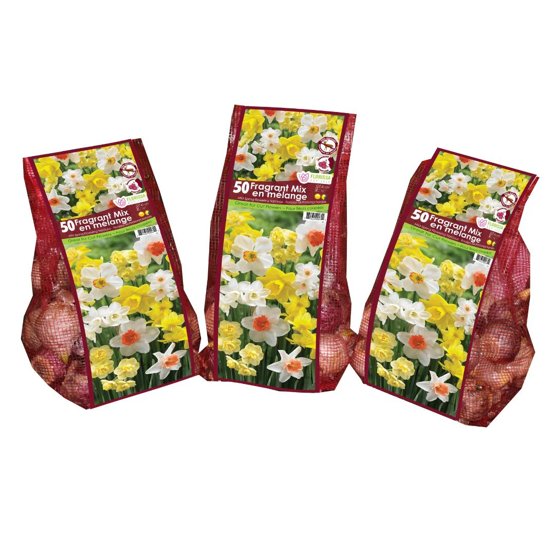 Narcissus - Fragrant Mix - Mesh Bag, 50 Pack - Image 3