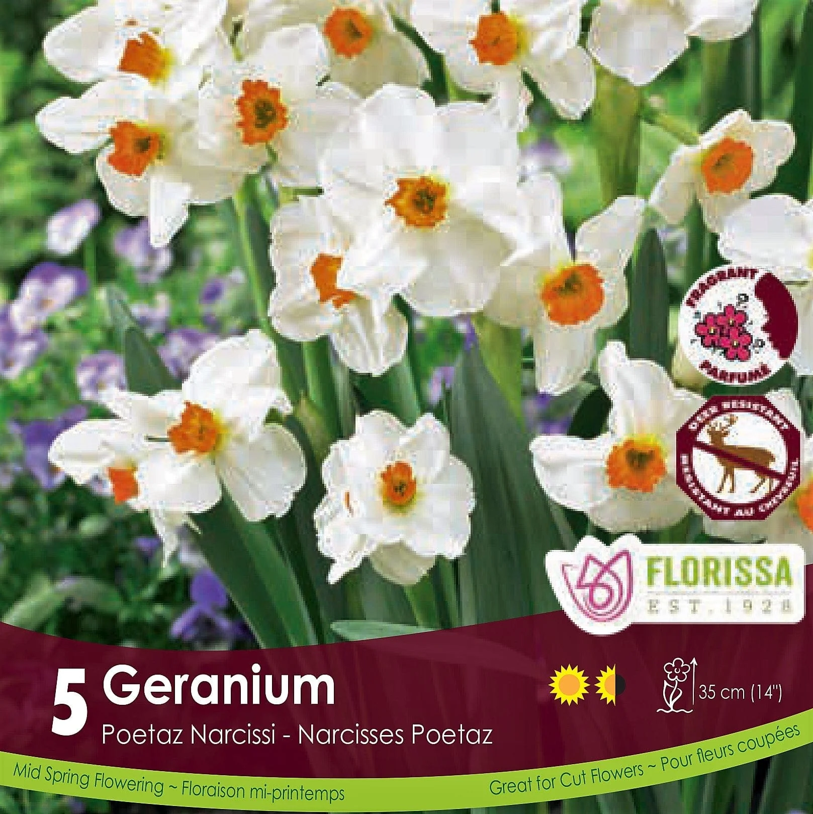 Narcissus - Geranium, 5 pack