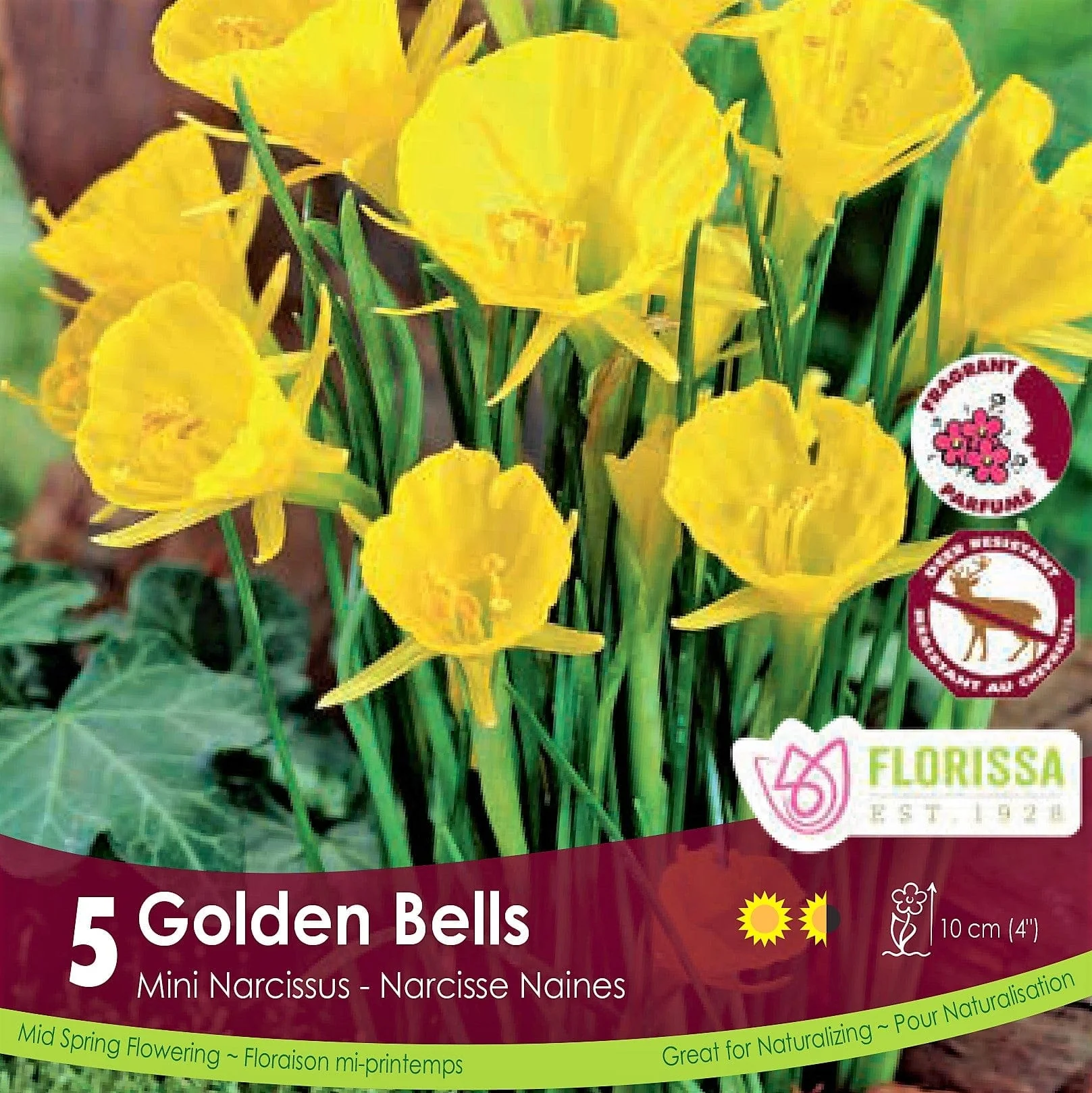 Narcissus (Mini) - Golden Bells, 5 Pack