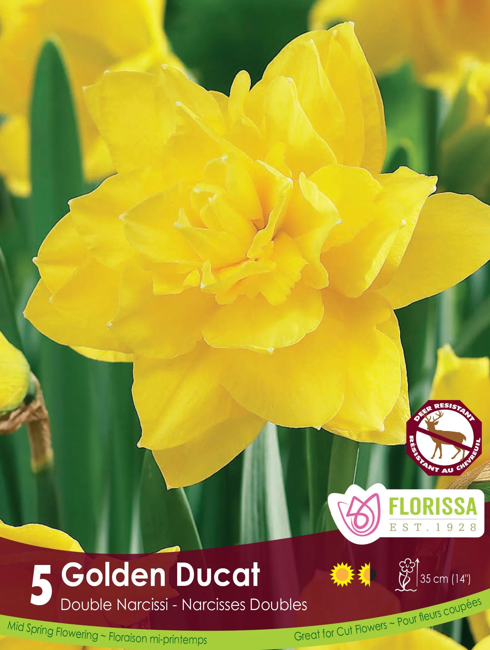 Narcissus, Double - Golden Ducat, 5 Pack
