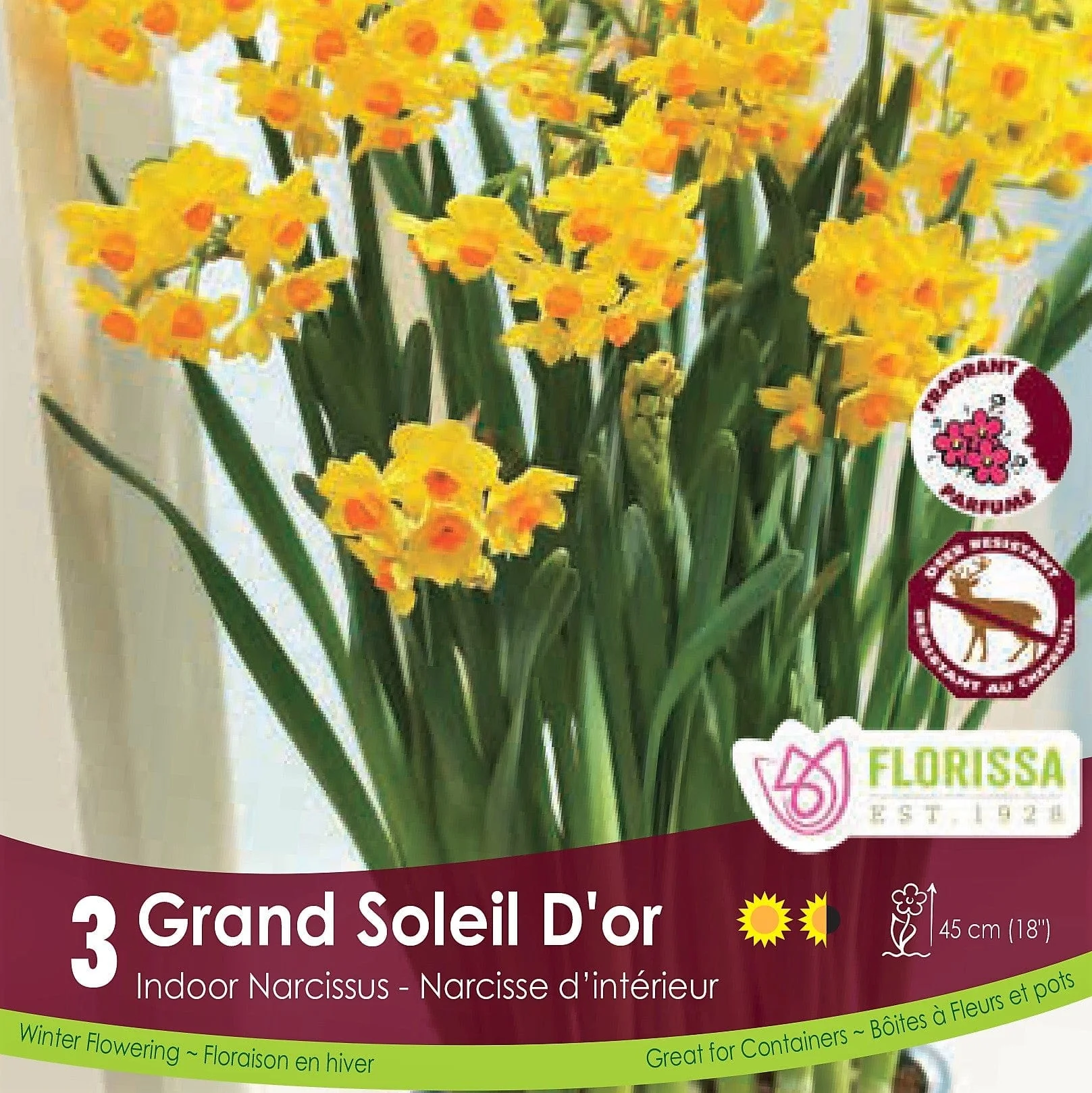 Narcissus - Grand Soleil D'or, 3 Pack (Indoor)