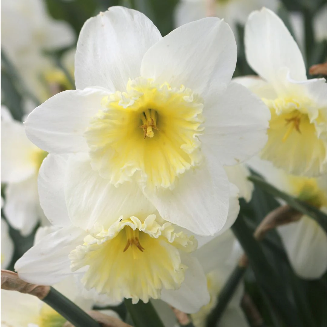 Narcissus - Ice Follies, 5 Pack - Image 3