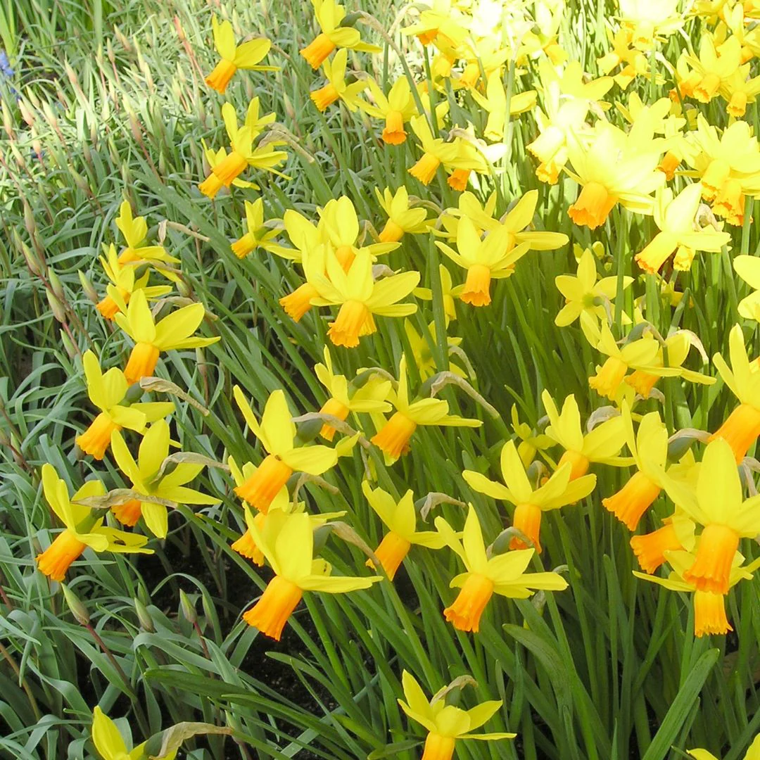 Narcissus - Jetfire, 10 Pack - Image 2