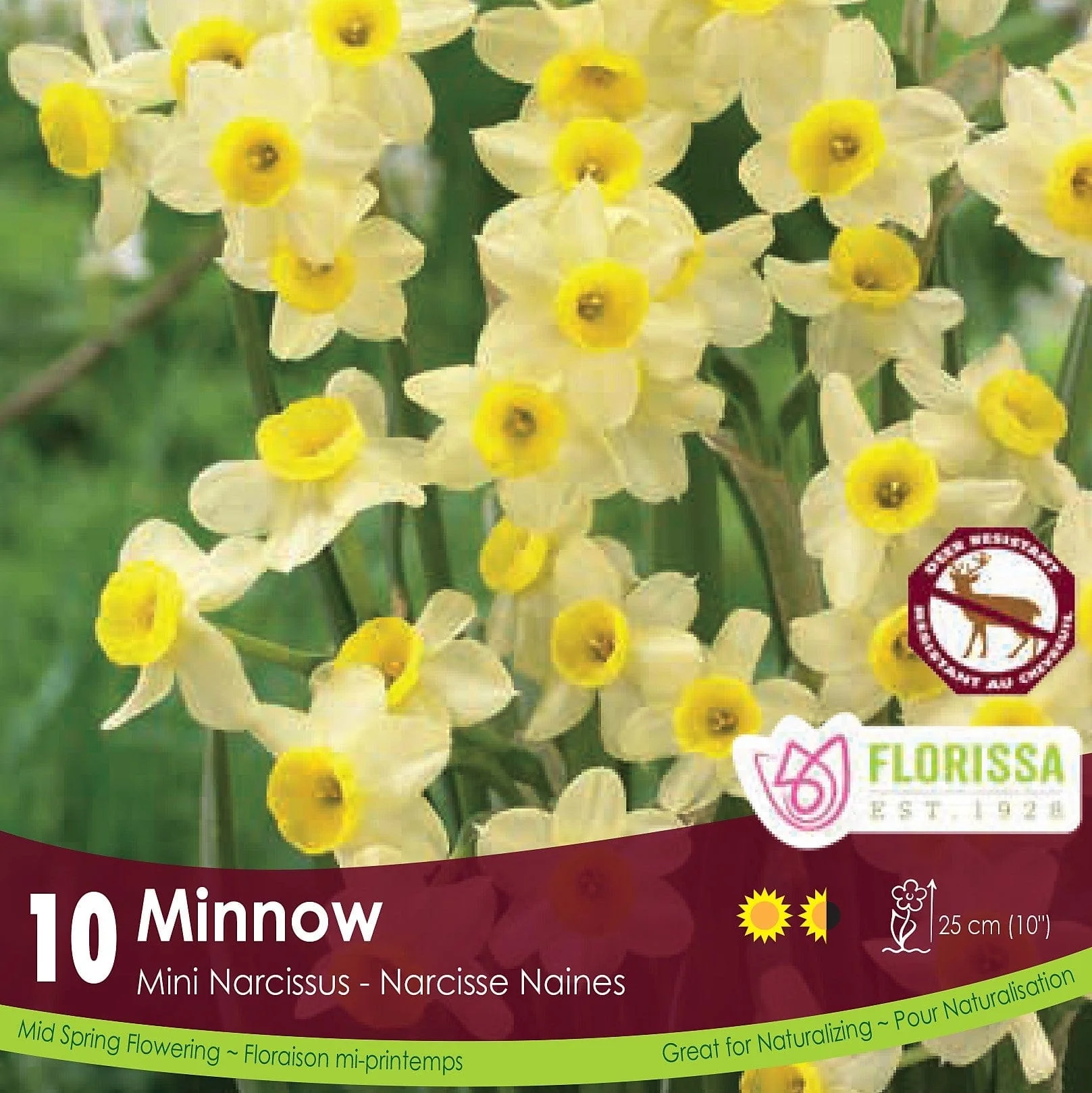 Narcissus (Mini) - Minnow, 10 Pack