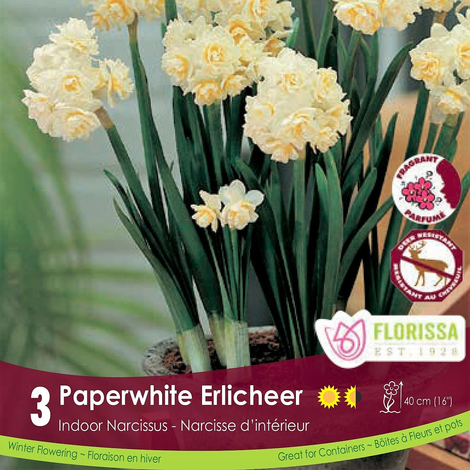 Narcissus - Paperwhite Erlicheer, 3 pack (Indoor)