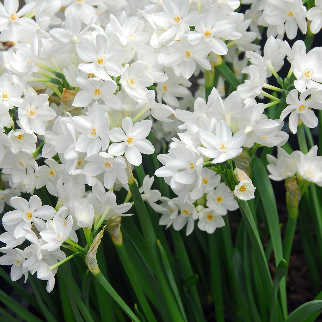 Narcissus - Paperwhite Ziva (Indoor) - Image 3