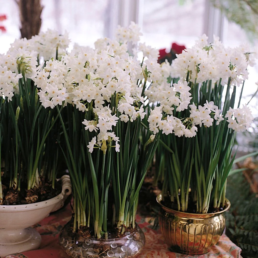 Narcissus - Paperwhite Ziva (Indoor) - Image 4