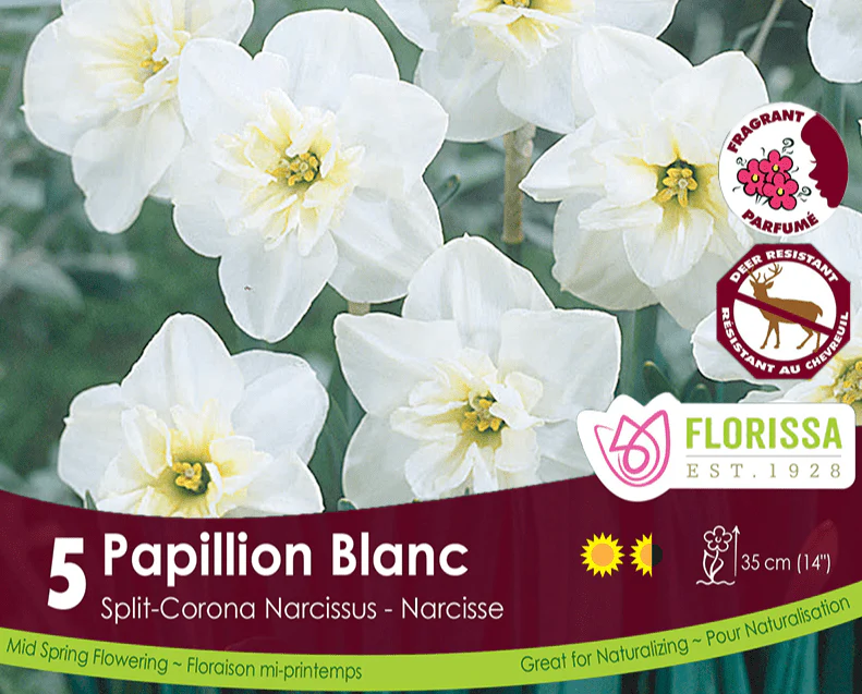 Narcissus Papillon Blanc, Split-Corona, 5 Pack