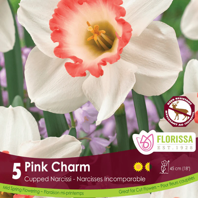 Narcissus - Pink Charm, 5 Pack