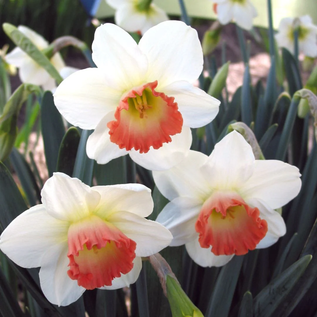 Narcissus - Pink Charm, 5 Pack - Image 2