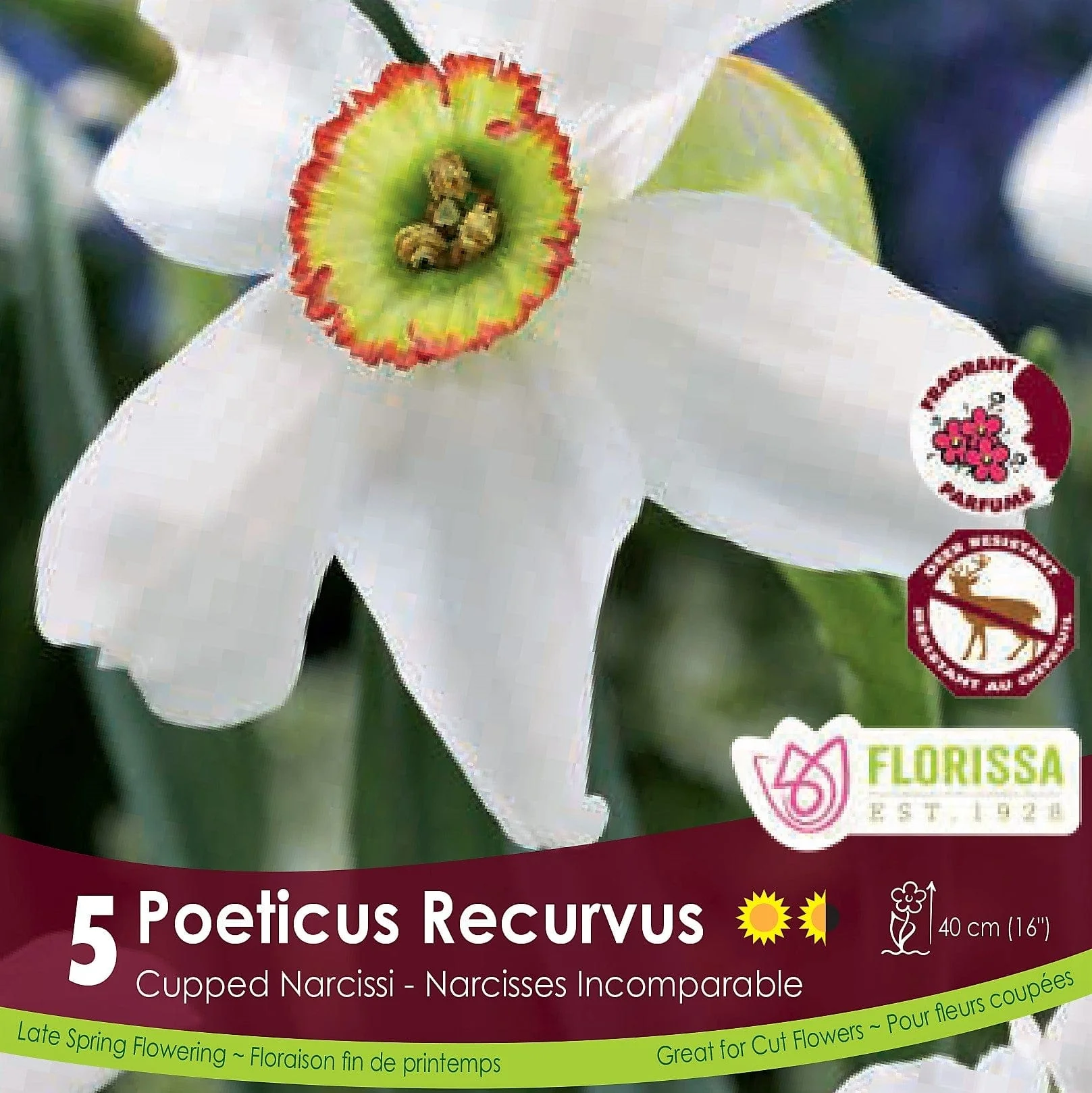 Narcissus - Poeticus Recurvus, 5 Pack