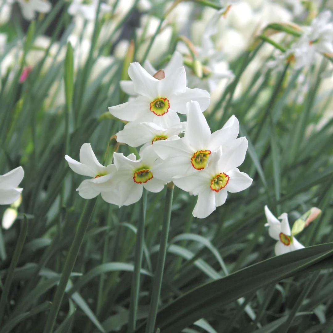 Narcissus - Poeticus Recurvus, 5 Pack - Image 2