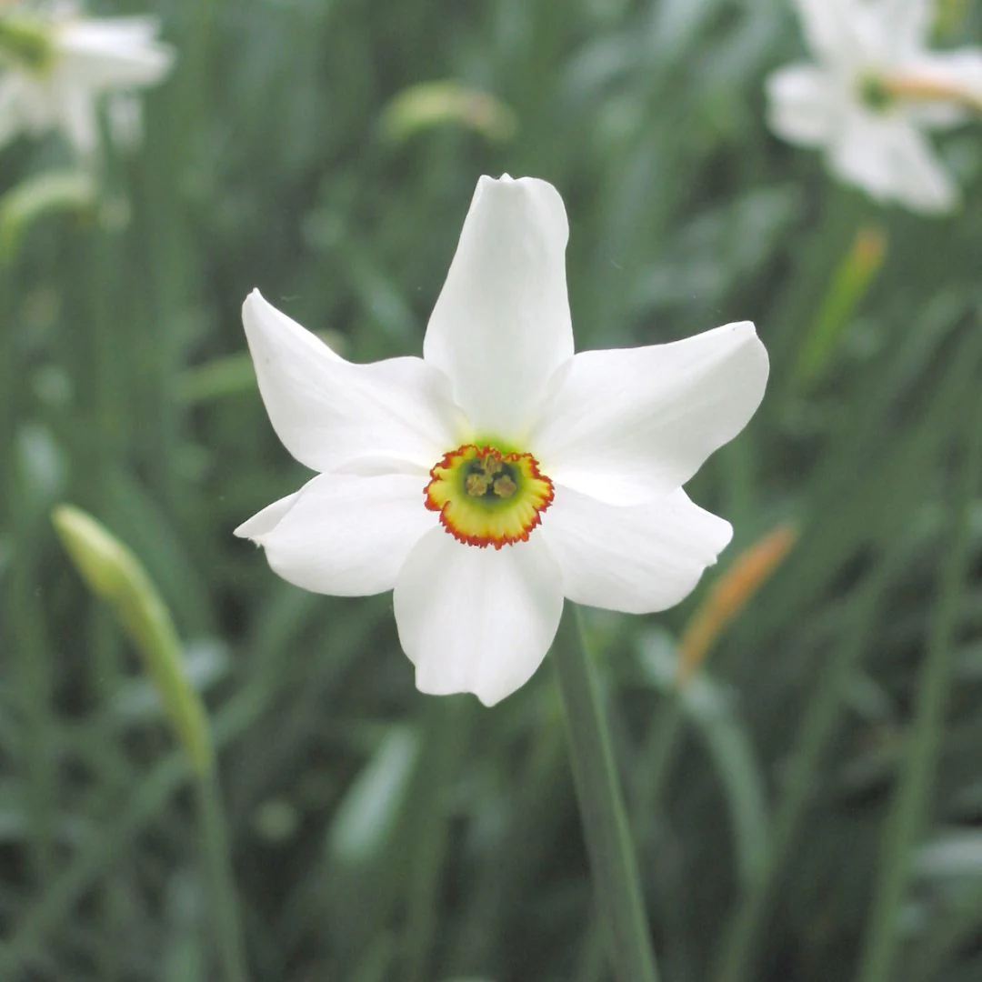 Narcissus - Poeticus Recurvus, 5 Pack - Image 3