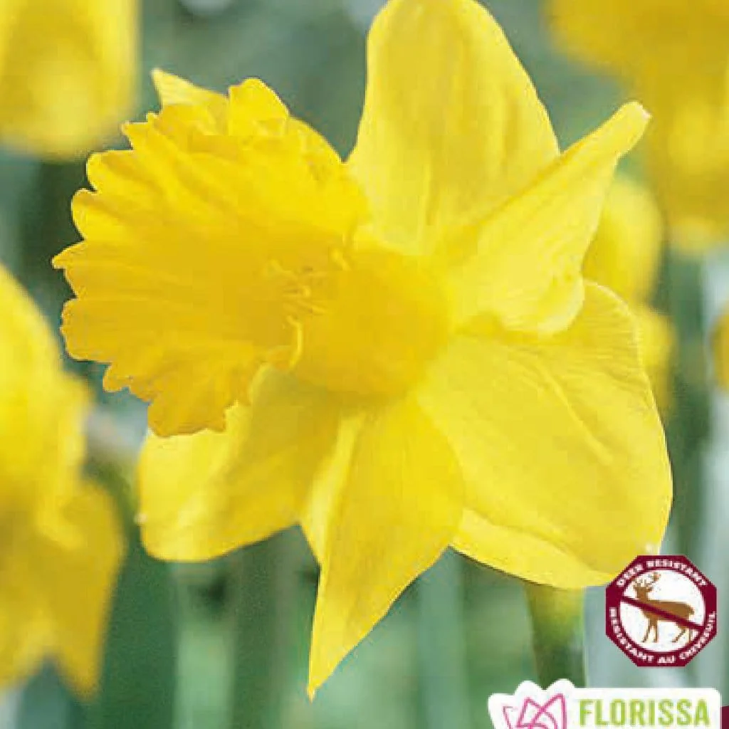 Narcissus - Rynveld Early Sensation, 5 Pack - Image 2