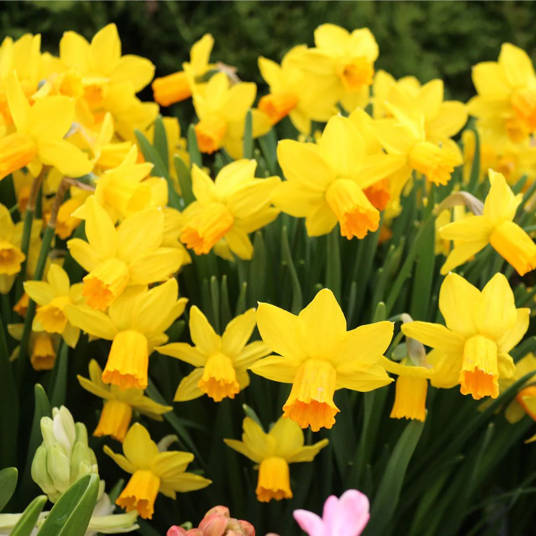 Narcissus - Tete a Tete, 10 Pack - Image 2