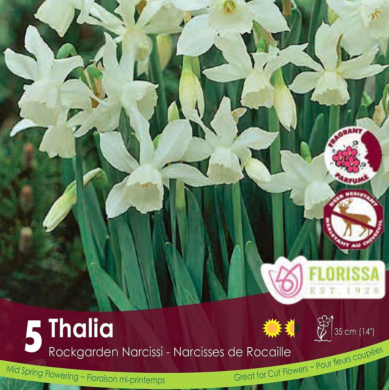 Narcissus - Thalia, 5 Pack