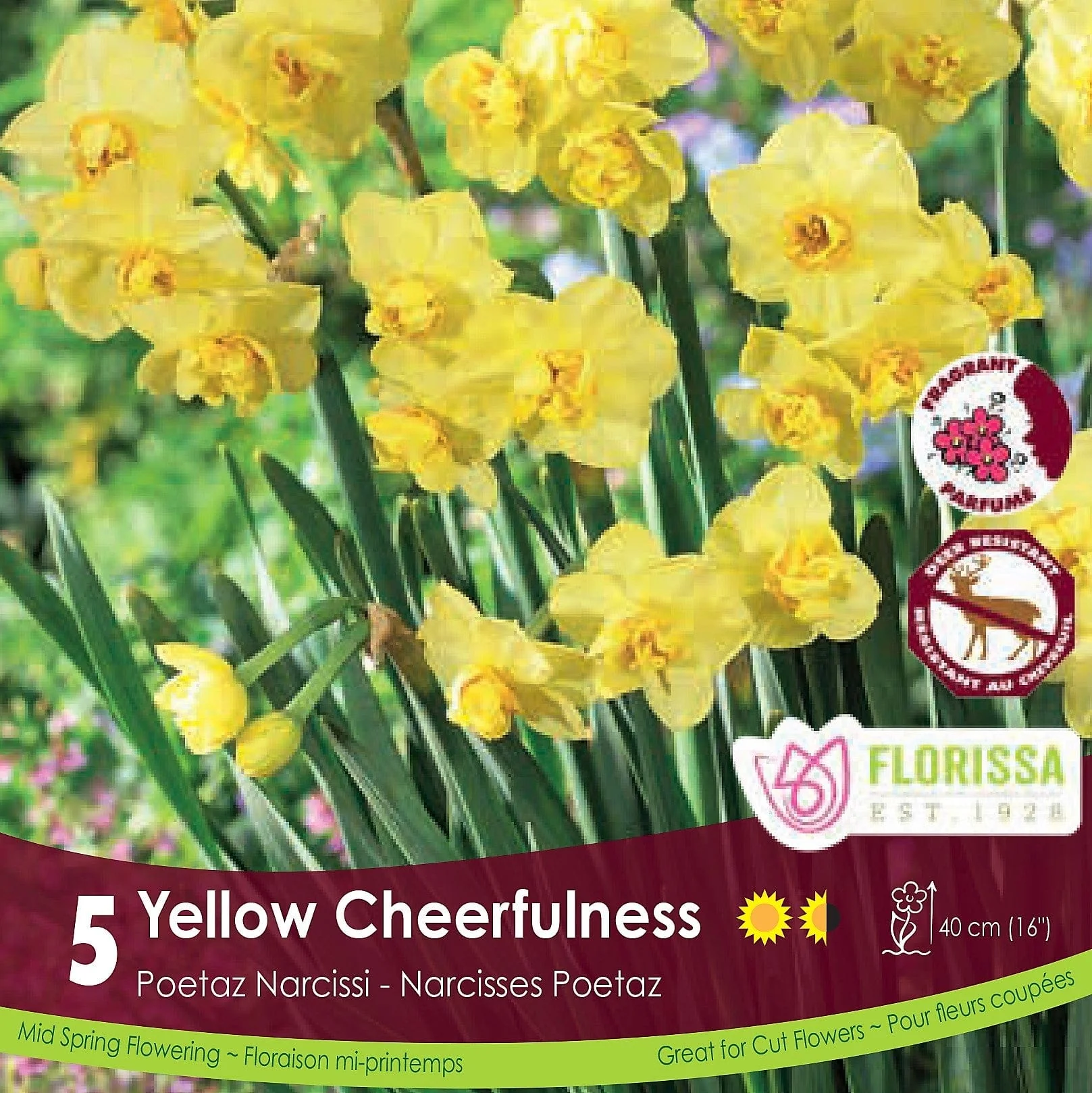 Narcissus - Yellow Cheerfulness, 5 Pack